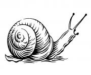 escargot realiste par steven noble dessin à colorier